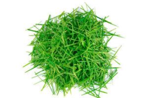 Pile of lawn clippings on white background