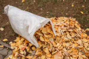 Collected leaves in the garden. Folding leaves into a bag.
